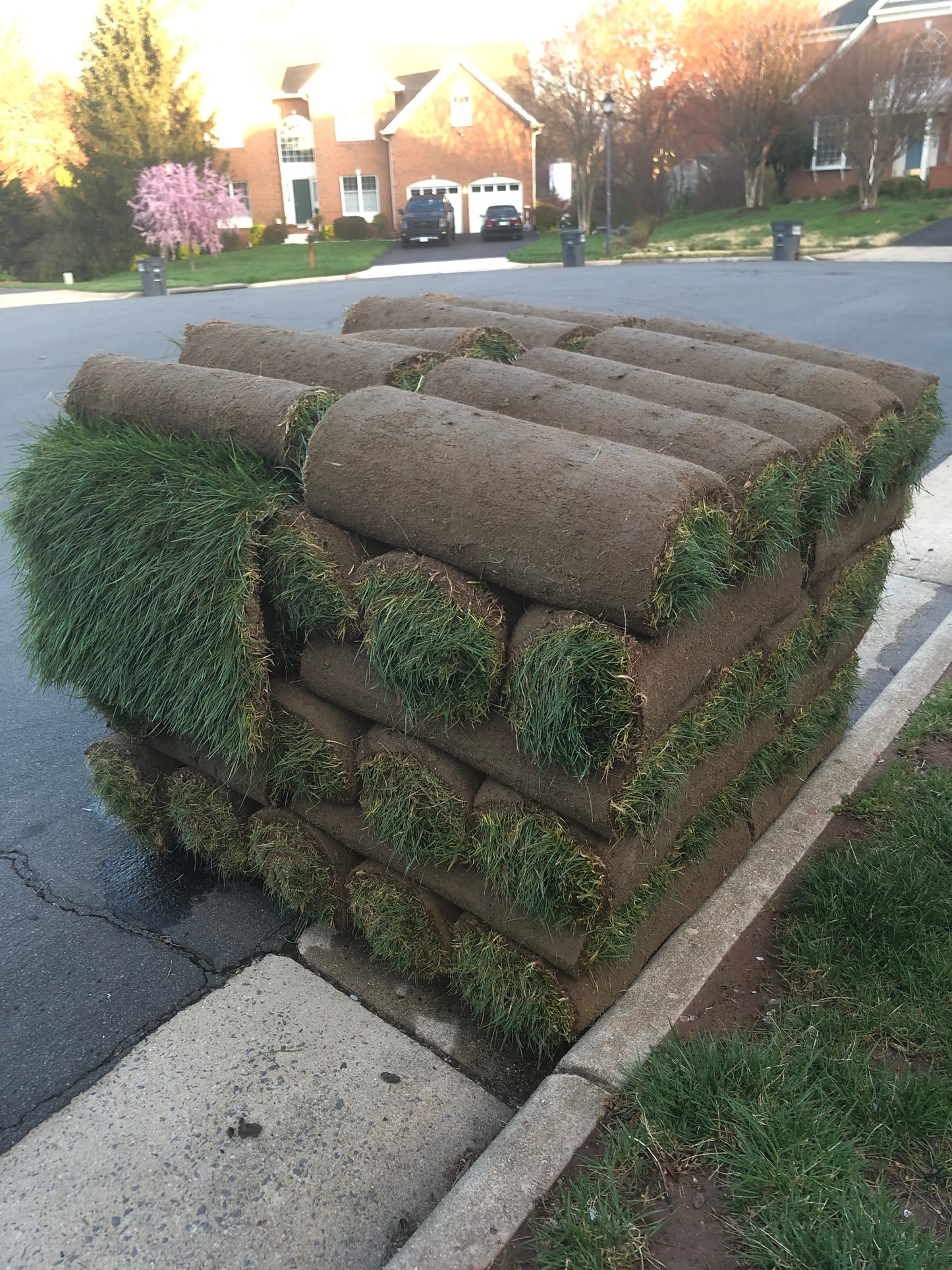 Premium Tall Fescue Full Pallet 50 rolls (500sqft)