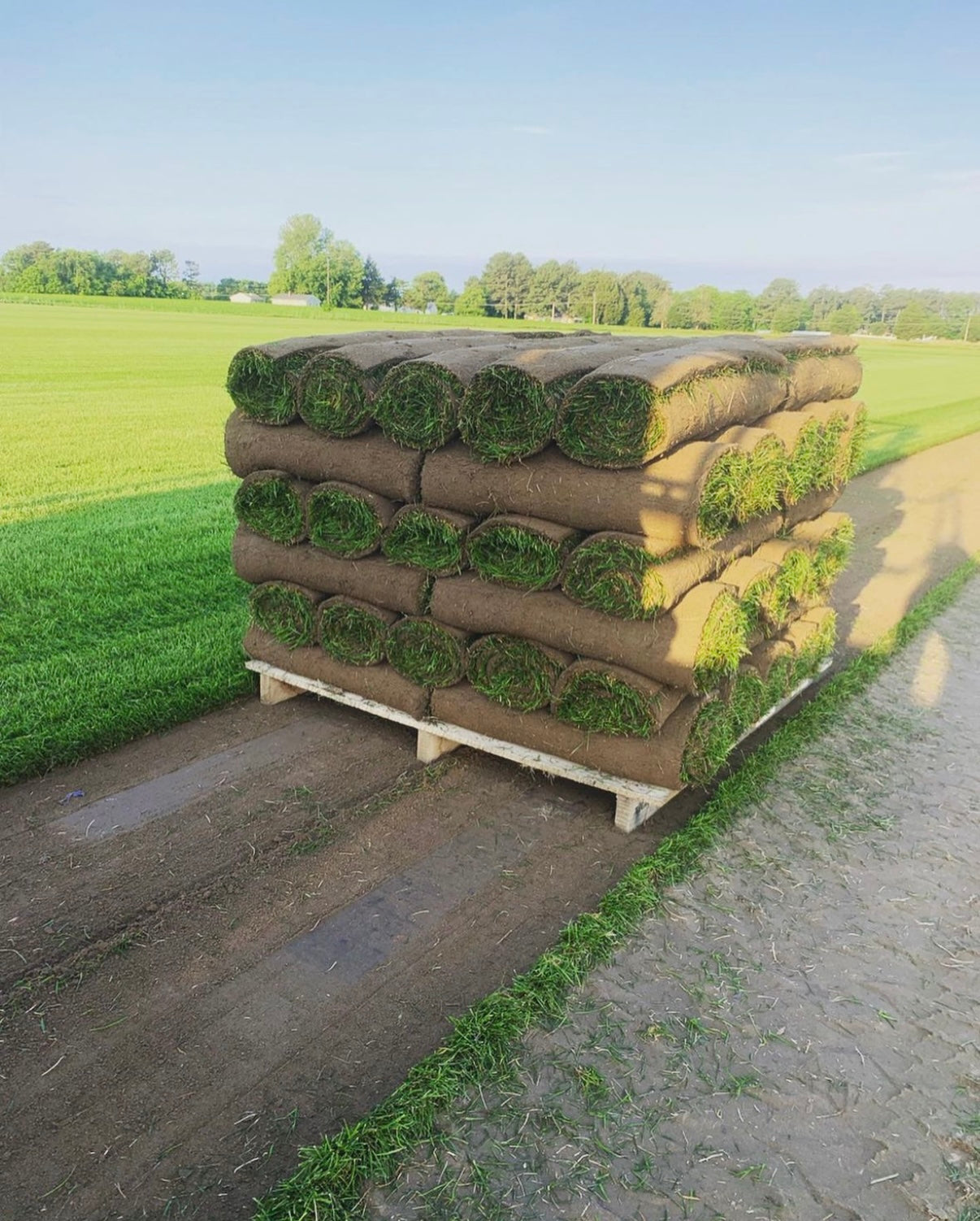 Premium Kentucky Blue Full Pallet 50 Rolls (500sqft)