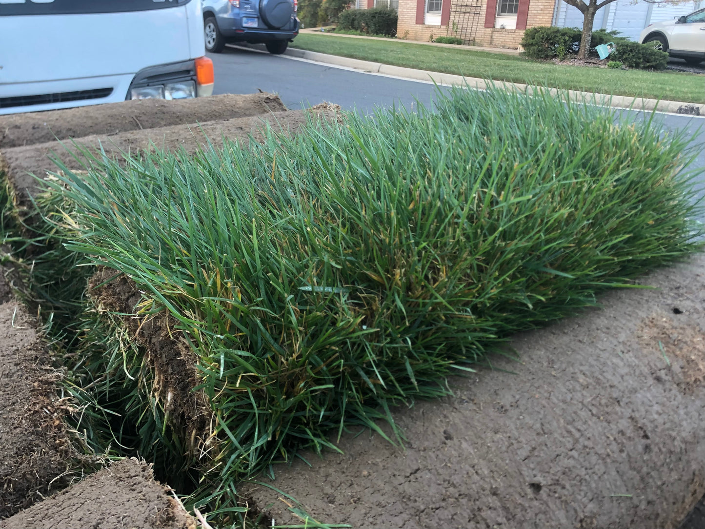 Premium Tall Fescue Full Pallet 50 rolls (500sqft)